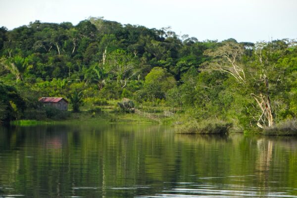Business and finance: prioritise a nature-positive Amazon body of water, nature, tree, river, wood, amazon, amazons, brazil, barreirinha, amazon, amazon, amazon, amazon, amazon-3228741.jpg
