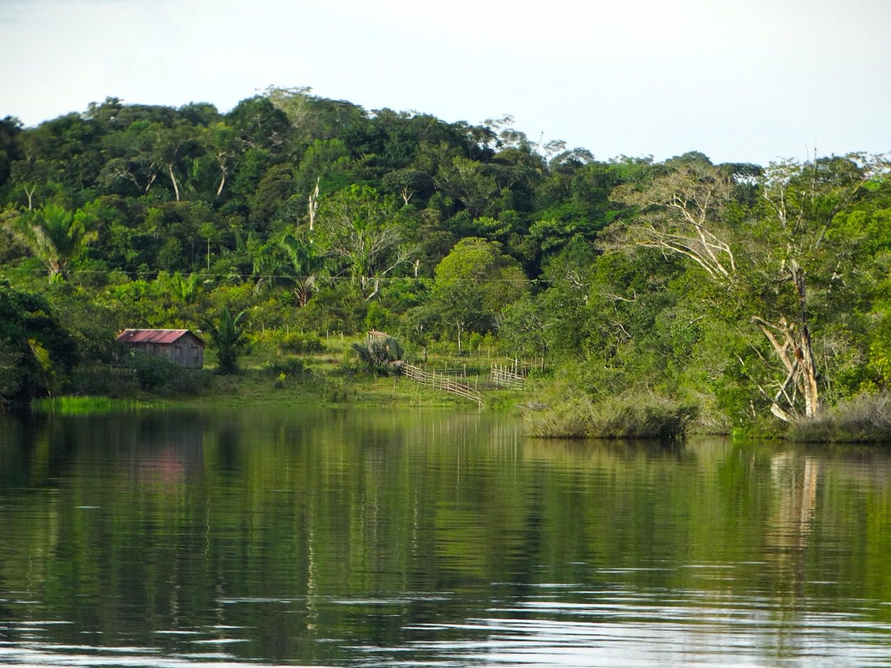 body of water, nature, tree, river, wood, amazon, amazons, brazil, barreirinha, amazon, amazon, amazon, amazon, amazon-3228741.jpg